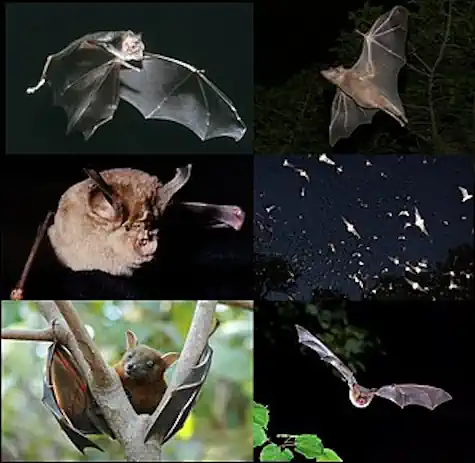 Bat survey - varying bat species for Onshore Wind Turbine Environmental Impact Assessment