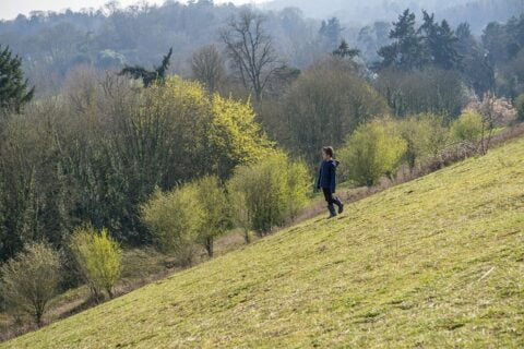Box Hill Surrey A view of a steep slope on Box Hill Surrey. Environmental Consultant Surrey
