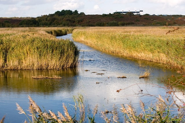 Suffolk reeds A view of Suffolk wetland reeds