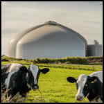 Image shows cows in frot of a large biogas plant which processes food waste.